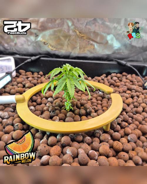 Rainbow Melon ( RDWC ). Week 6 - Week 6 
Day 3 