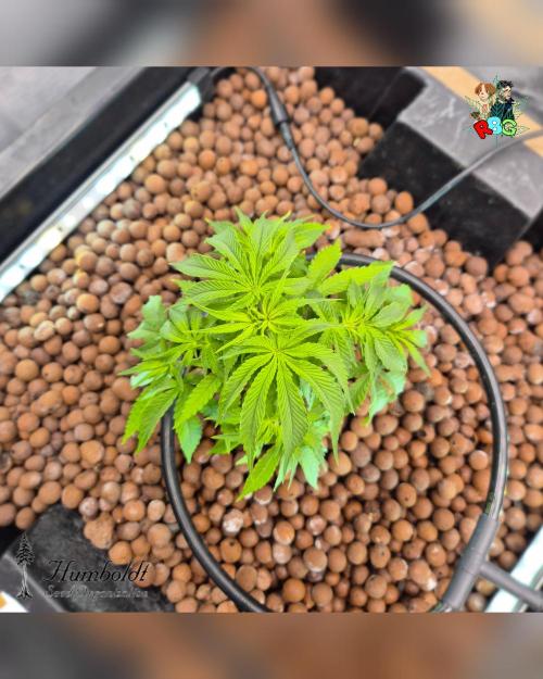 SundogZ (DWC). Week 6 - Week 6 
Day 3 