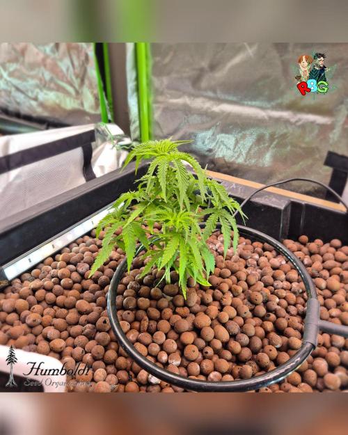 SundogZ (DWC). Week 6 - Week 6
Day 3 