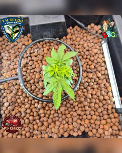 Mon Cherry ( DWC ). Week 6 - Week 6
Day 3