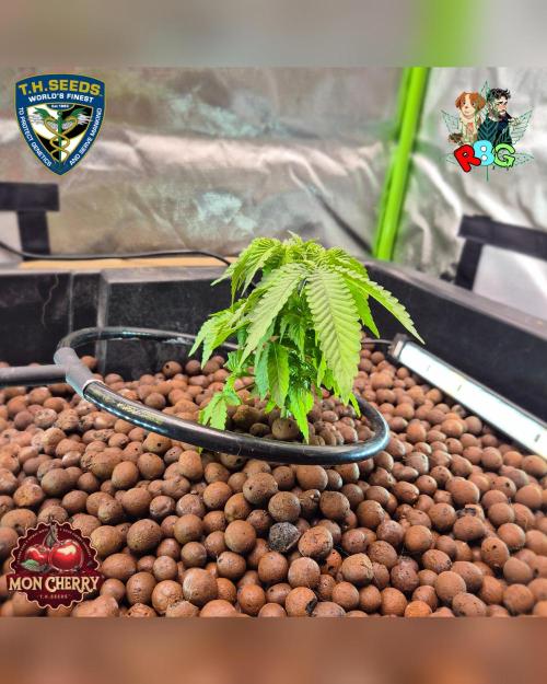 Mon Cherry ( DWC ). Week 6 - Week 6 
Day 3