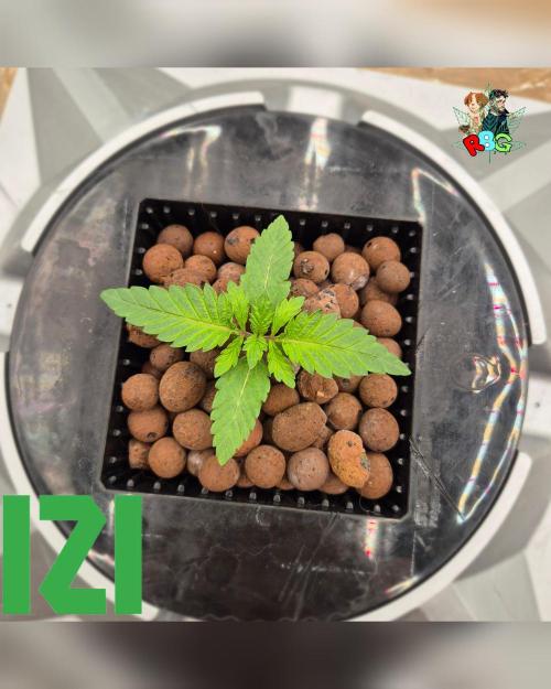 ( IZI Comp )Permanent Bluez RDWC. Week 1 - Week 1 
Day 7