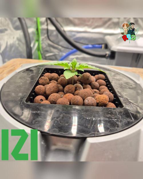 ( IZI Comp )Permanent Bluez RDWC. Week 1 - Week 1 
Day 7 