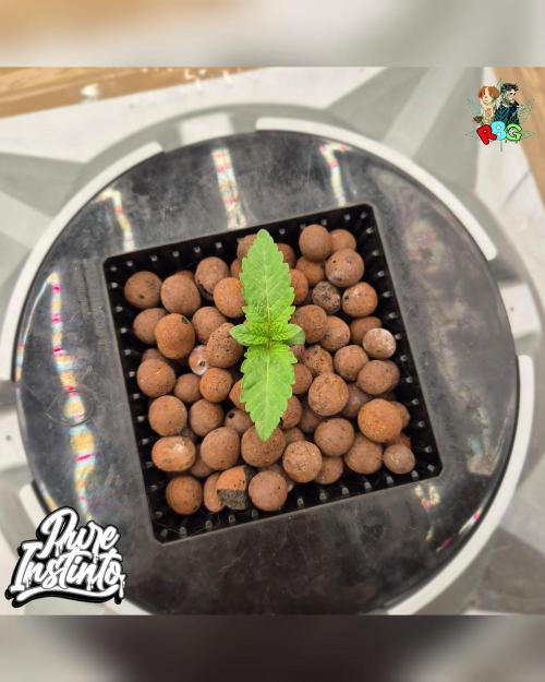 HB Dunkin'z ( RDWC ). Week 1 - Week 1 day 7