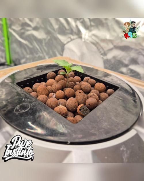 HB Dunkin'z ( RDWC ). Week 1 - Week 1 day 7