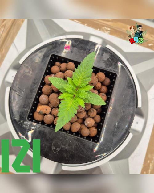 ( IZI Comp )Permanent Bluez RDWC. Week 2 - Week 2
Day 1