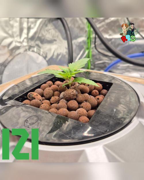 ( IZI Comp )Permanent Bluez RDWC. Week 2 - Week 2 
Day 1 