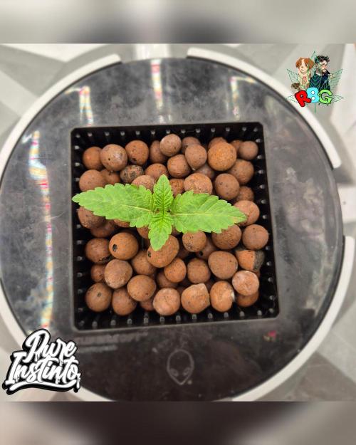 HB Dunkin'z ( RDWC ). Week 2 - Week 2
Day 1 