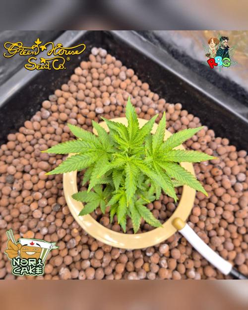 Nori cake ( RDWC ). Week 6 - Week 6 
Day 5