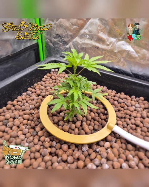 Nori cake ( RDWC ). Week 6 - Week 6 
Day 5