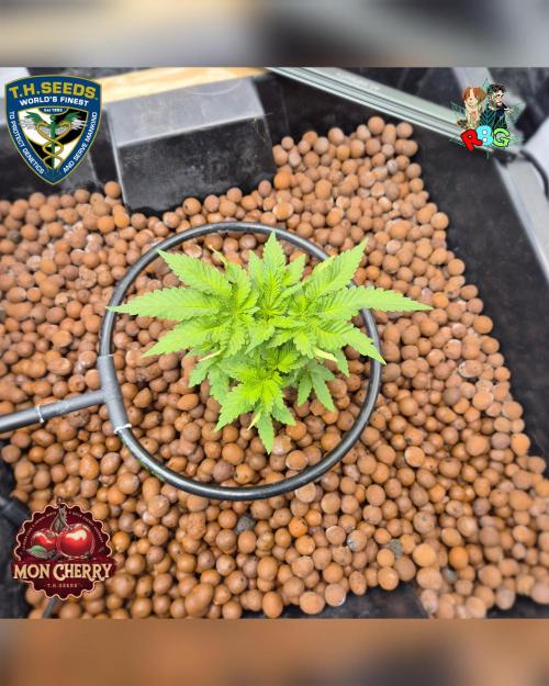 Mon Cherry ( DWC ). Week 6 - Week 6 
Day 5