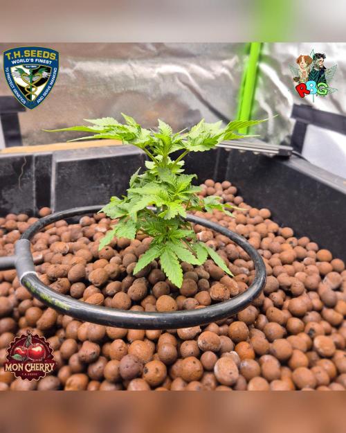 Mon Cherry ( DWC ). Week 6 - Week 6 
Day 5 