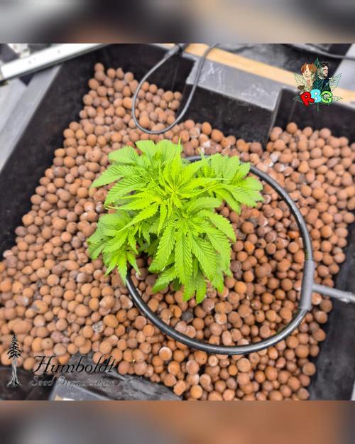 SundogZ (DWC). Week 6 - Week 6 
Day 5 