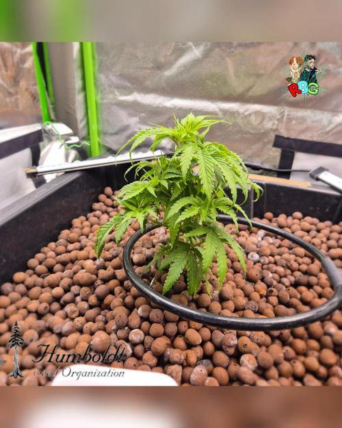 SundogZ (DWC). Week 6 - Week 6 
Day 5