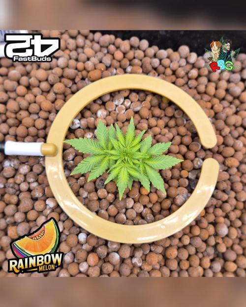 Rainbow Melon ( RDWC ). Week 6 - Week 6 
Day 5 