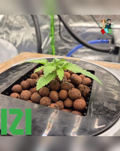 ( IZI Comp )Permanent Bluez RDWC. Week 2 - Week 2 
Day 2