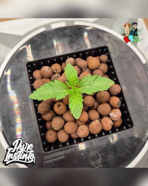 HB Dunkin'z ( RDWC ). Week 2 - Week 2 
Day 2 