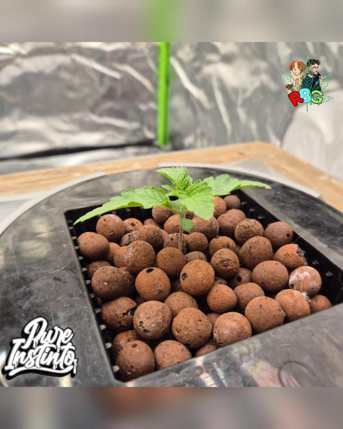 HB Dunkin'z ( RDWC ). Week 2 - Week 2 
Day 2