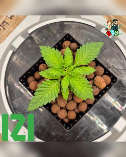 ( IZI Comp )Permanent Bluez RDWC. Week 2 - Week 2
Day 4