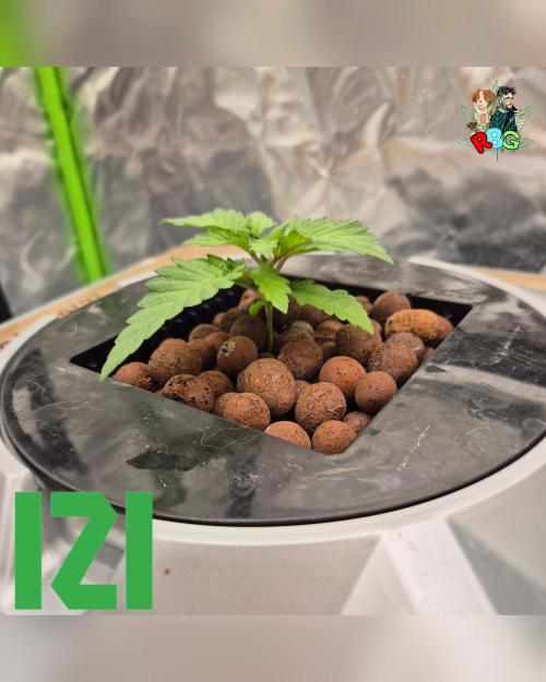 ( IZI Comp )Permanent Bluez RDWC. Week 2 - Week 2 
Day 4