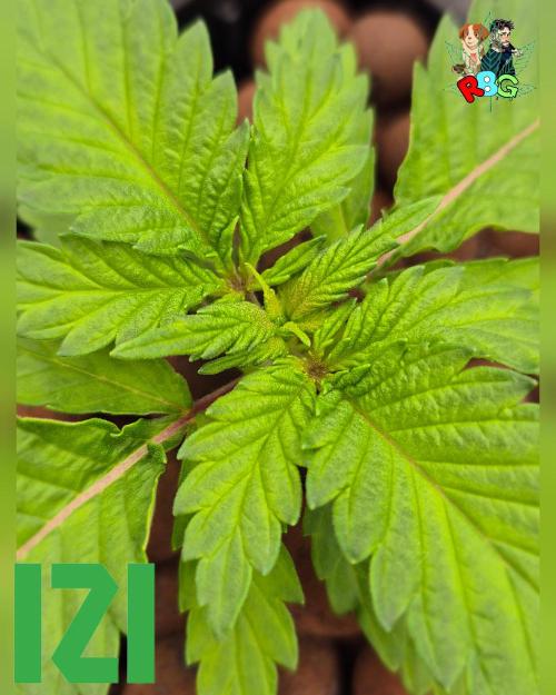 ( IZI Comp )Permanent Bluez RDWC. Week 2 - Week 2 
Day 4