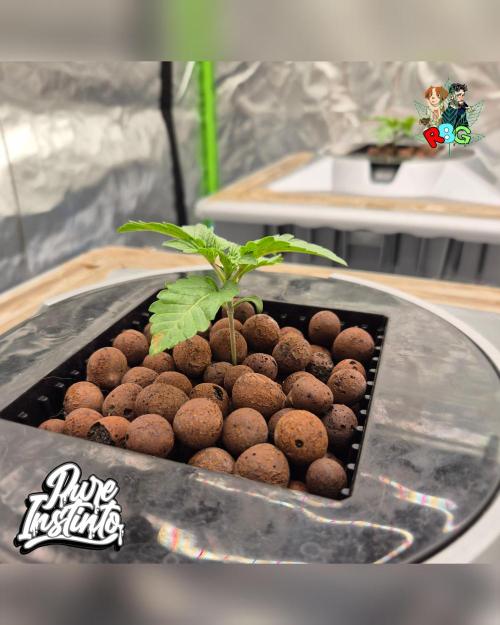 HB Dunkin'z ( RDWC ). Week 2 - Week 2
Day 4 