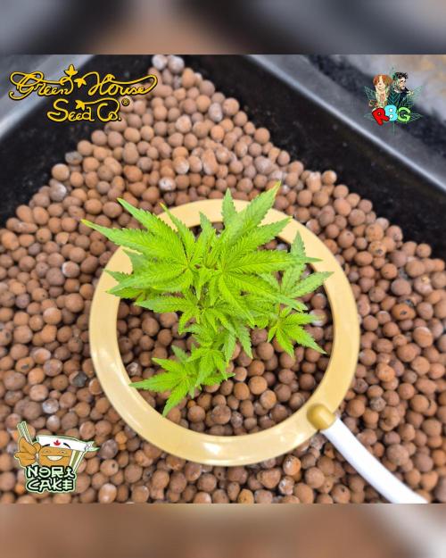 Nori cake ( RDWC ). Week 7 - Week 7 
Day 1