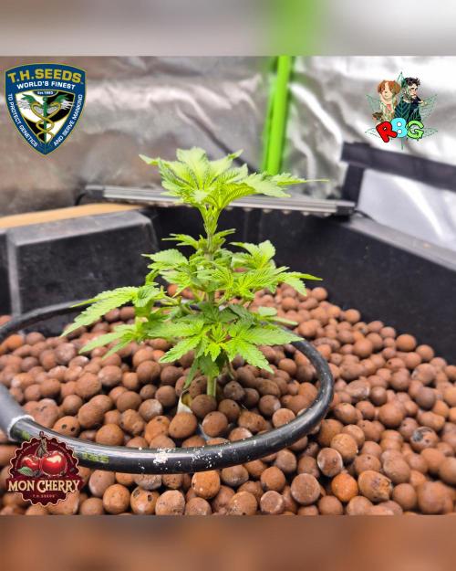 Mon Cherry ( DWC ). Week 7 - Week 7 
Day 1