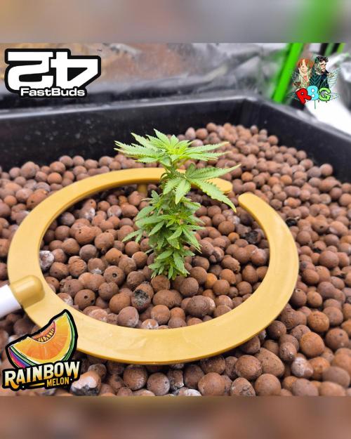 Rainbow Melon ( RDWC ). Week 7 - Week 7
Day 1