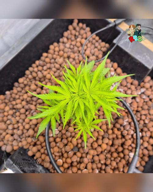 SundogZ (DWC). Week 7 - Week 7 
Day 1