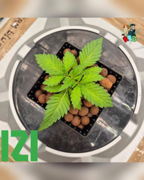 ( IZI Comp )Permanent Bluez RDWC. Week 2 - Week 2 
Day 5