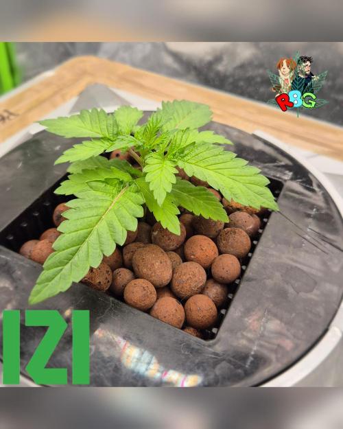 ( IZI Comp )Permanent Bluez RDWC. Week 2 - Week 2 
Day 5