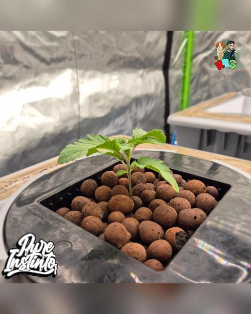 HB Dunkin'z ( RDWC ). Week 2 - Week 2 
Day 5