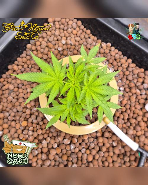 Nori cake ( RDWC ). Week 7 - Week 7
Day 4