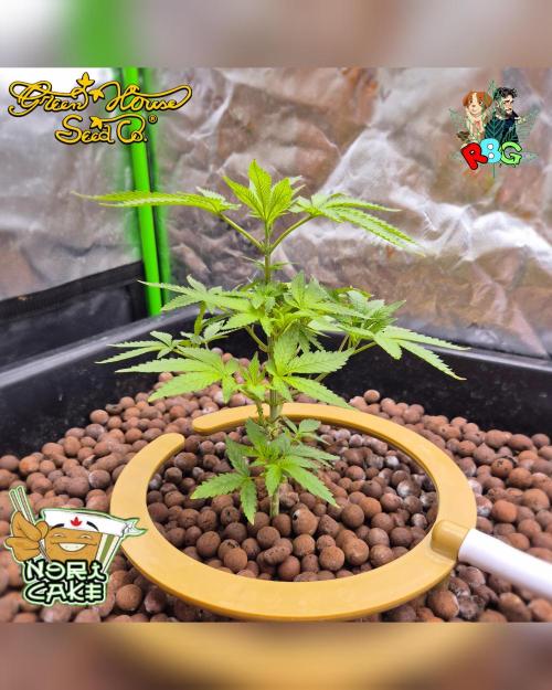 Nori cake ( RDWC ). Week 7 - Week 7 
Day 4 