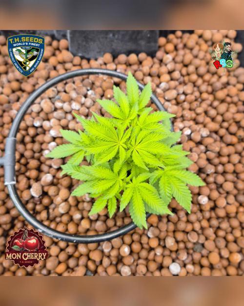 Mon Cherry ( DWC ). Week 7 - Week 7 
Day 4