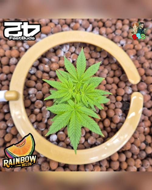 Rainbow Melon ( RDWC ). Week 7