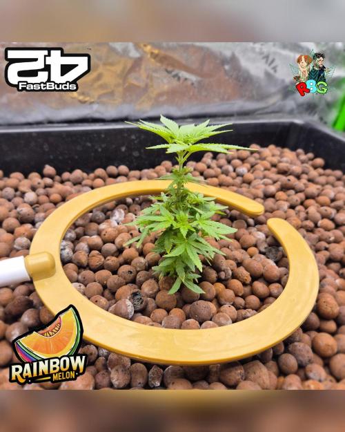 Rainbow Melon ( RDWC ). Week 7