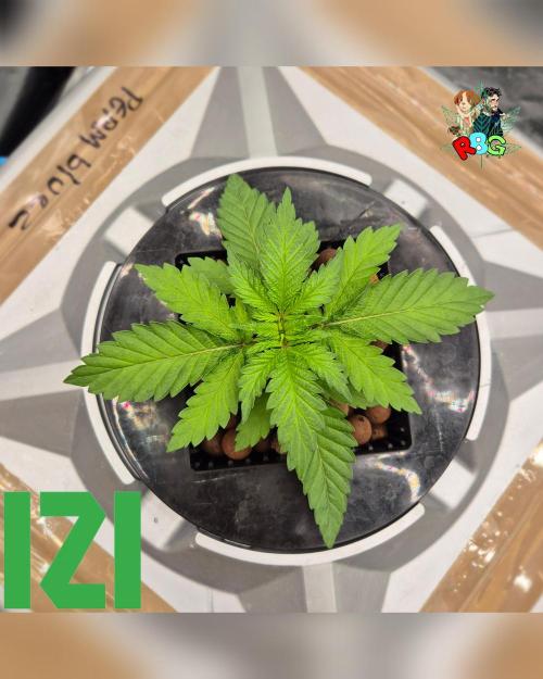 ( IZI Comp )Permanent Bluez RDWC. Week 2 - Week 2
Day 7