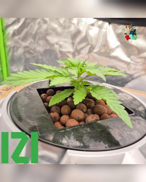 ( IZI Comp )Permanent Bluez RDWC. Week 2 - Week 2
Day 7