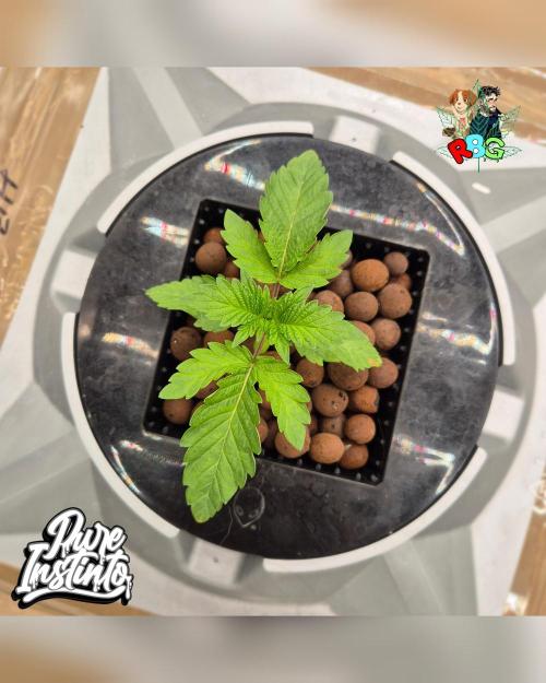 HB Dunkin'z ( RDWC ). Week 2 - Week 2 
Day 7