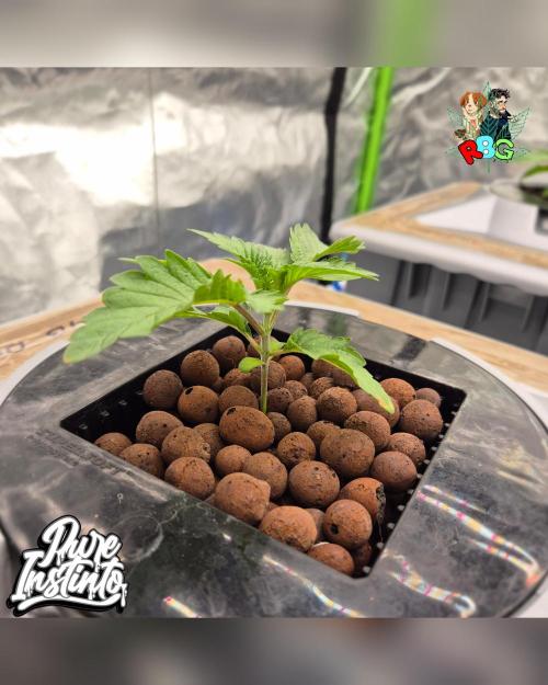 HB Dunkin'z ( RDWC ). Week 2 - Week 2 
Day 7 