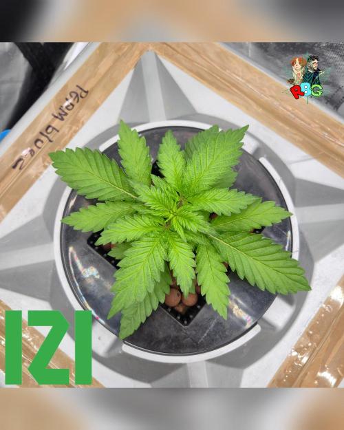 ( IZI Comp )Permanent Bluez RDWC. Week 3 - Week 3 
Day 1 