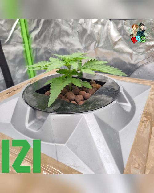 ( IZI Comp )Permanent Bluez RDWC. Week 3 - Week 3
Day 1 