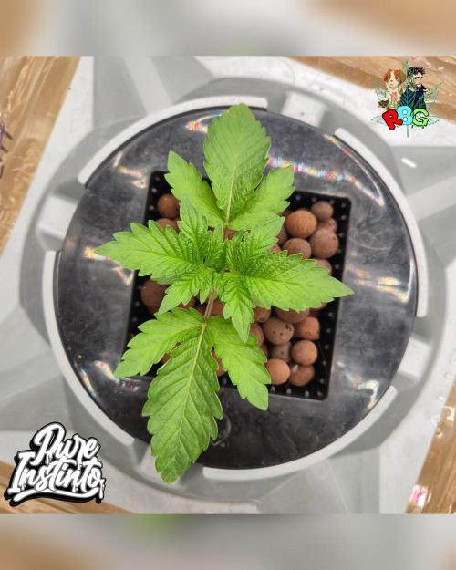 HB Dunkin'z ( RDWC ). Week 3 - Week 3 
Day 1 