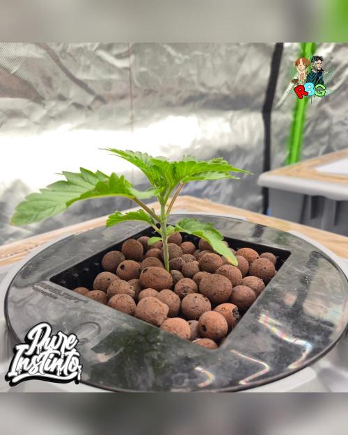 HB Dunkin'z ( RDWC ). Week 3 - Week 3 
Day 1 