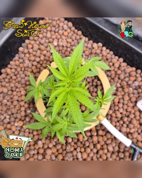 Nori cake ( RDWC ). Week 7 - Week 7
Day 6