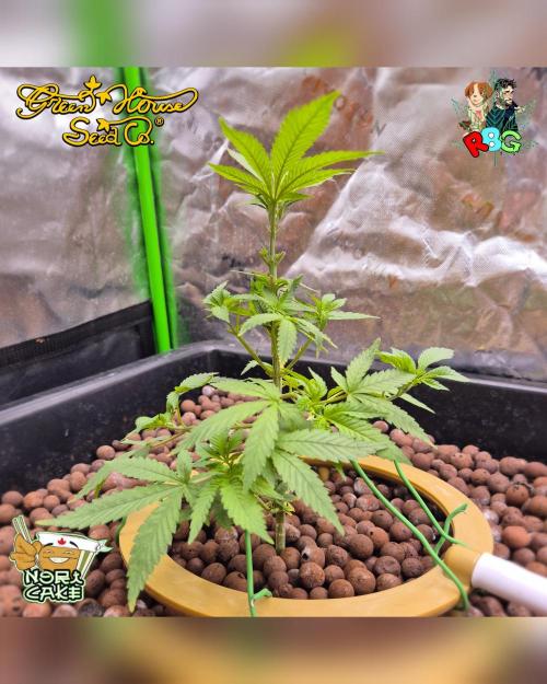 Nori cake ( RDWC ). Week 7 - Week 7 
Day 6 