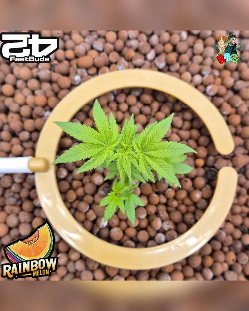 Rainbow Melon ( RDWC ). Week 7 - Week 7 
Day 6