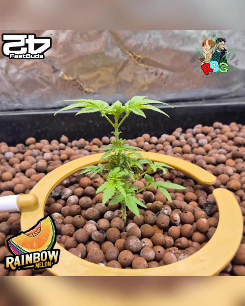 Rainbow Melon ( RDWC ). Week 7 - Week 7 
Day 6